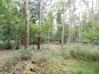 Haugh Woods