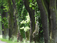 Park at the former Hatzfeld Palace - Żmigród