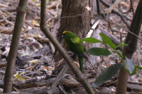 Motuara Island