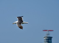 Wangerooge