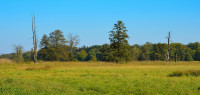 Naturschutzgebiet Mönchbruch