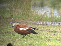 Musselburgh Lagoons