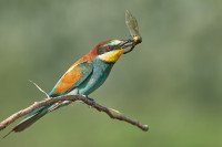 Zupjek Bee-eater Quarry