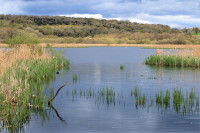 RSPB Leighton Moss