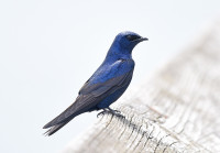 Montrose Point Bird Sanctuary