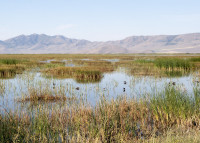 Bear River Migratory Bird Refuge