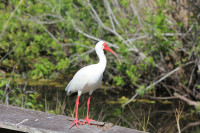 Cedar Key Cemetery Boardwalk