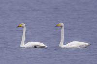 Helgumsjön Fågeltornet