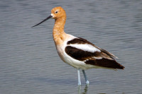 Bolsa Chica Ecological Reserve