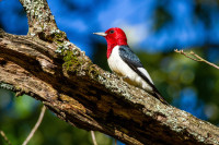 Oxley Nature Center