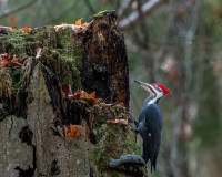 Howard Christiansen Nature Center