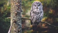 Polesie National Park - Great Grey Owl trail