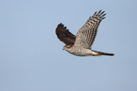 Falsterbo - Nabben