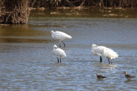 Parc Natural dels Aiguamolls de l'Empordà