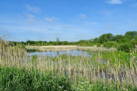 Friese Veen