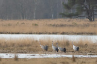 Doldersummerveld