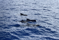 Tazacorte Whale Watching Trip