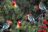 Australian Botanic Gardens Shepparton