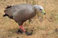 Travis Wetland