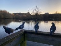 Lochend Park