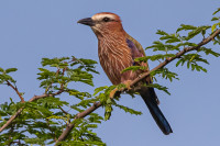 Ruaha National Park