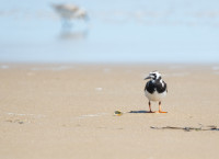 Back Bay National Wildlife Refuge - Seaside Trail