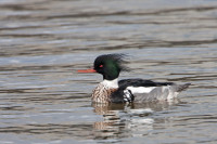 Schor Roelshoek