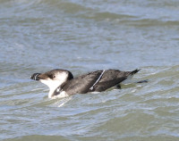 Zuiderhavenhoofd Scheveningen