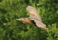 Shorncote Reedbeds Nature Reserve