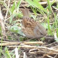 Manor Farm Nature Reserve