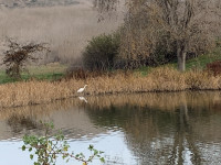 Whelan Lake