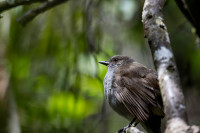 Kaulana Manu Nature Trail