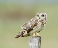 Flói Bird Reserve