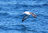 Kaikōura Pelagic