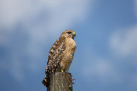 Lake Apopka Wildlife Drive