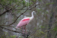 Orlando Wetlands