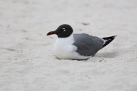 Fort Island Beach Park