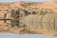 Dubai Desert Conservation Reserve