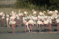 Ras al Khor Wildlife Sanctuary