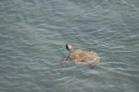 Kalba Mangroves Reserve