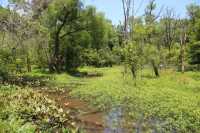 Conestee Nature Preserve