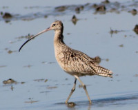 Yolo Bypass Wildlife Area