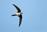 The Alpine Swifts of Freiburg