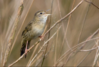 Noordhollands Duinreservaat - Soeckebacker