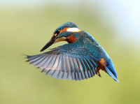 Coate Water Country Park