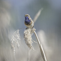 Seeländereien bei Frose