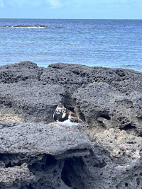 El Cotillo - North