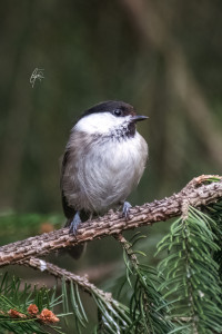 Birdsparadise Gleißental