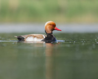 Bärenbrücker Teiche