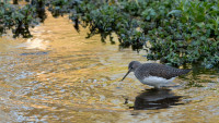 Lemford Springs HMWT